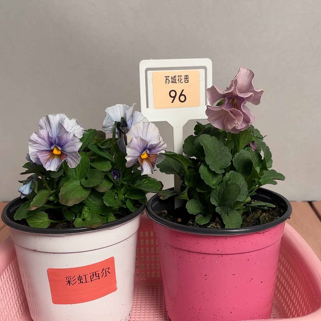 大部分开放少量花苞96