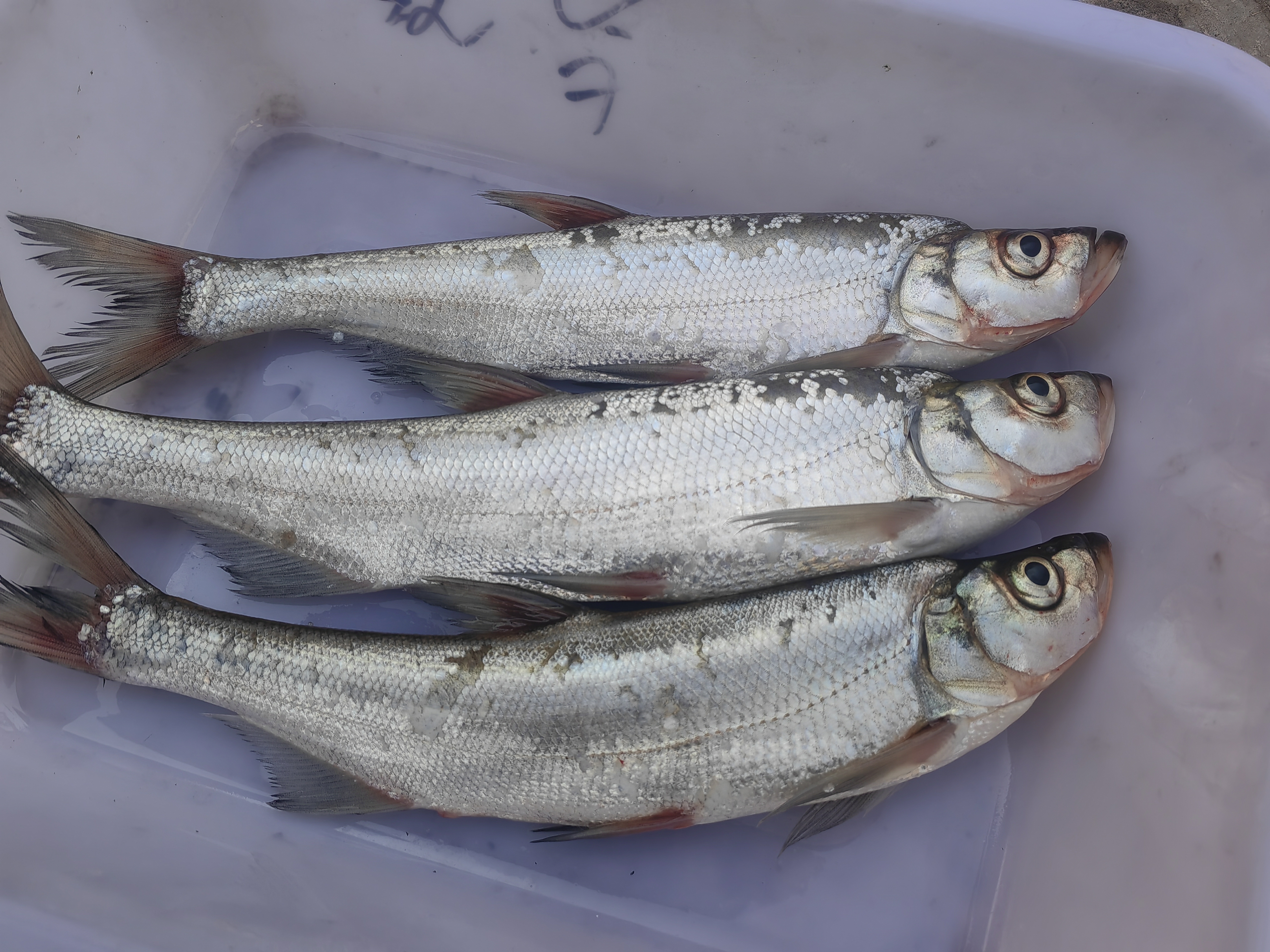 翘嘴鱼新鲜河鱼白鱼冰鲜发货顺丰包邮冷水岛子鱼生鲜小河鱼