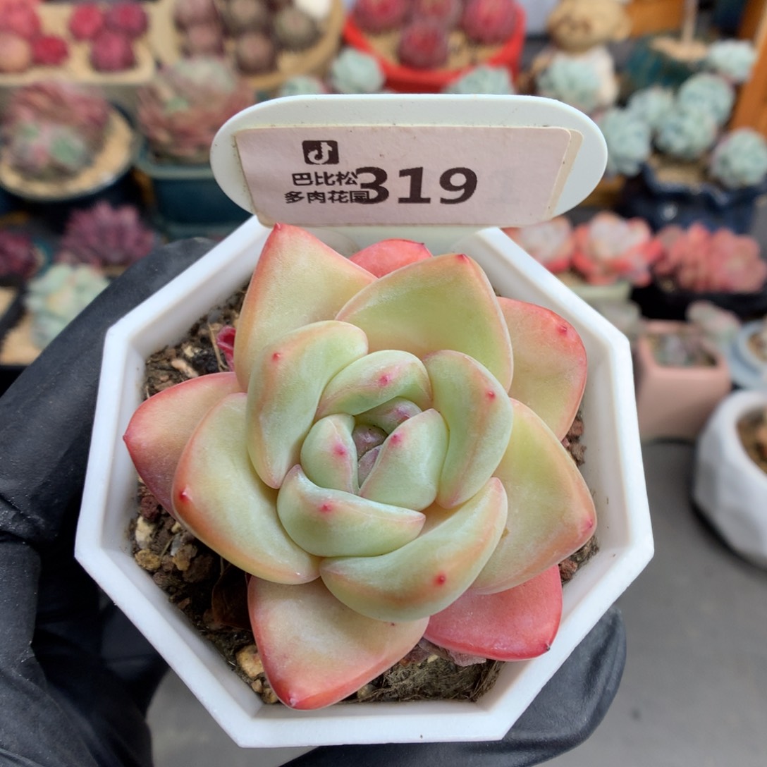 319 草莓泡芙多肉