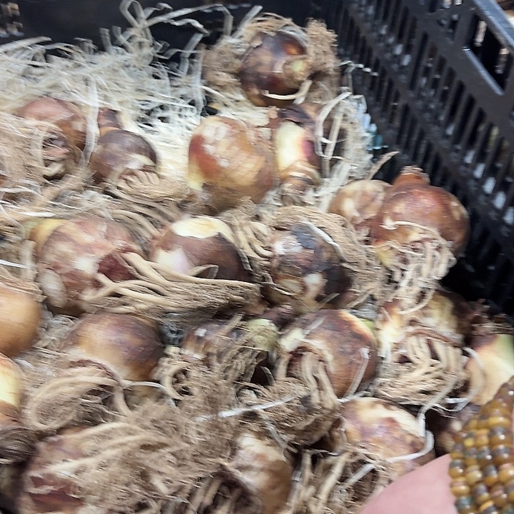 糖果铃声直径6公分以上进口球