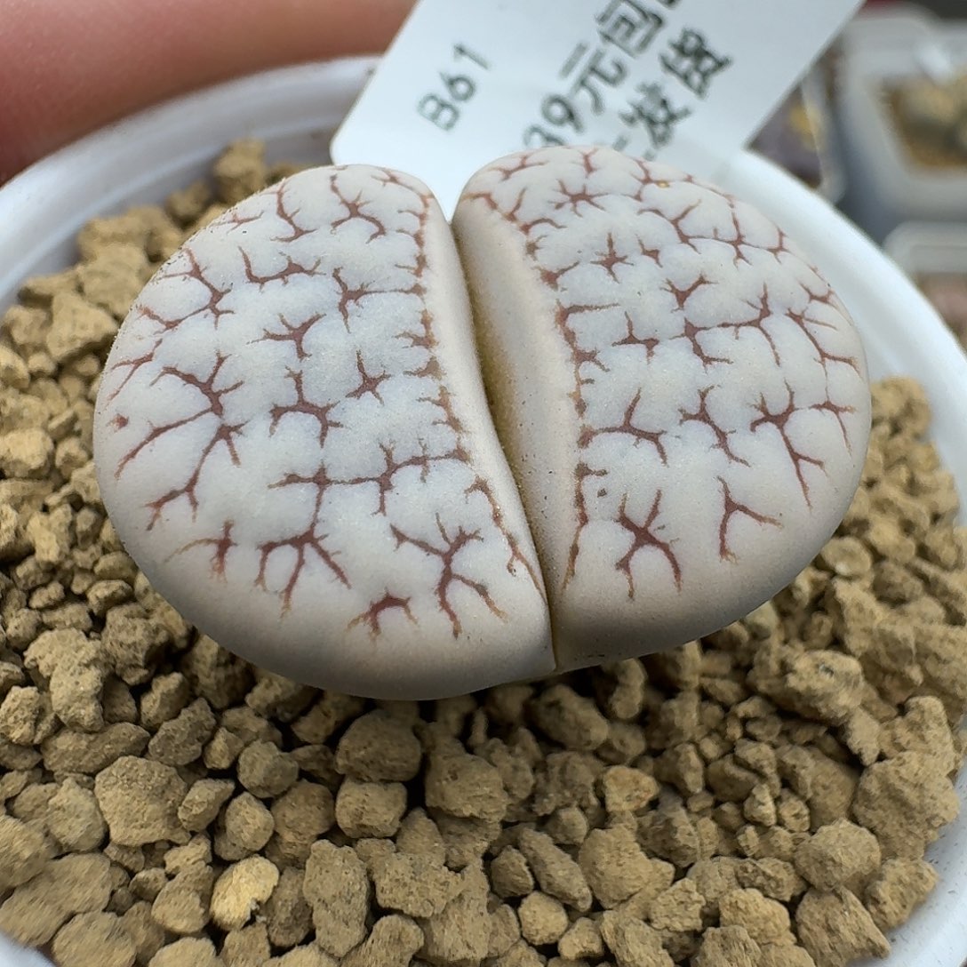 61多肉哈哈哈哈哈哈哈