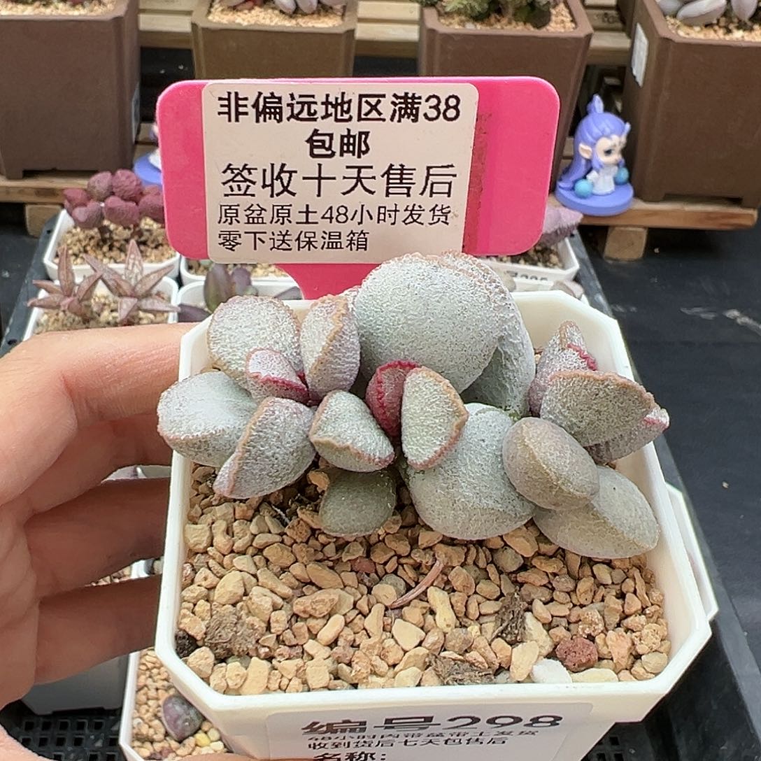 298九百多肉植物