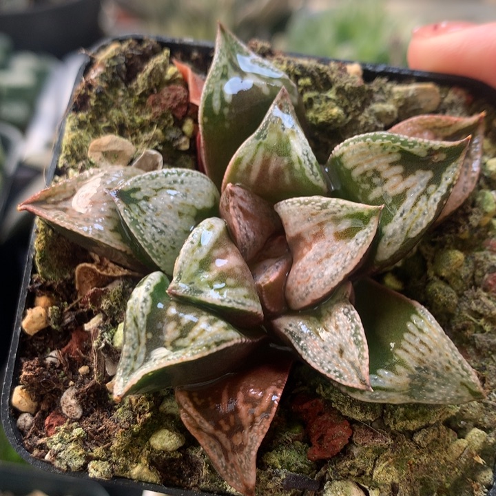 铜雀台一物一拍带盆