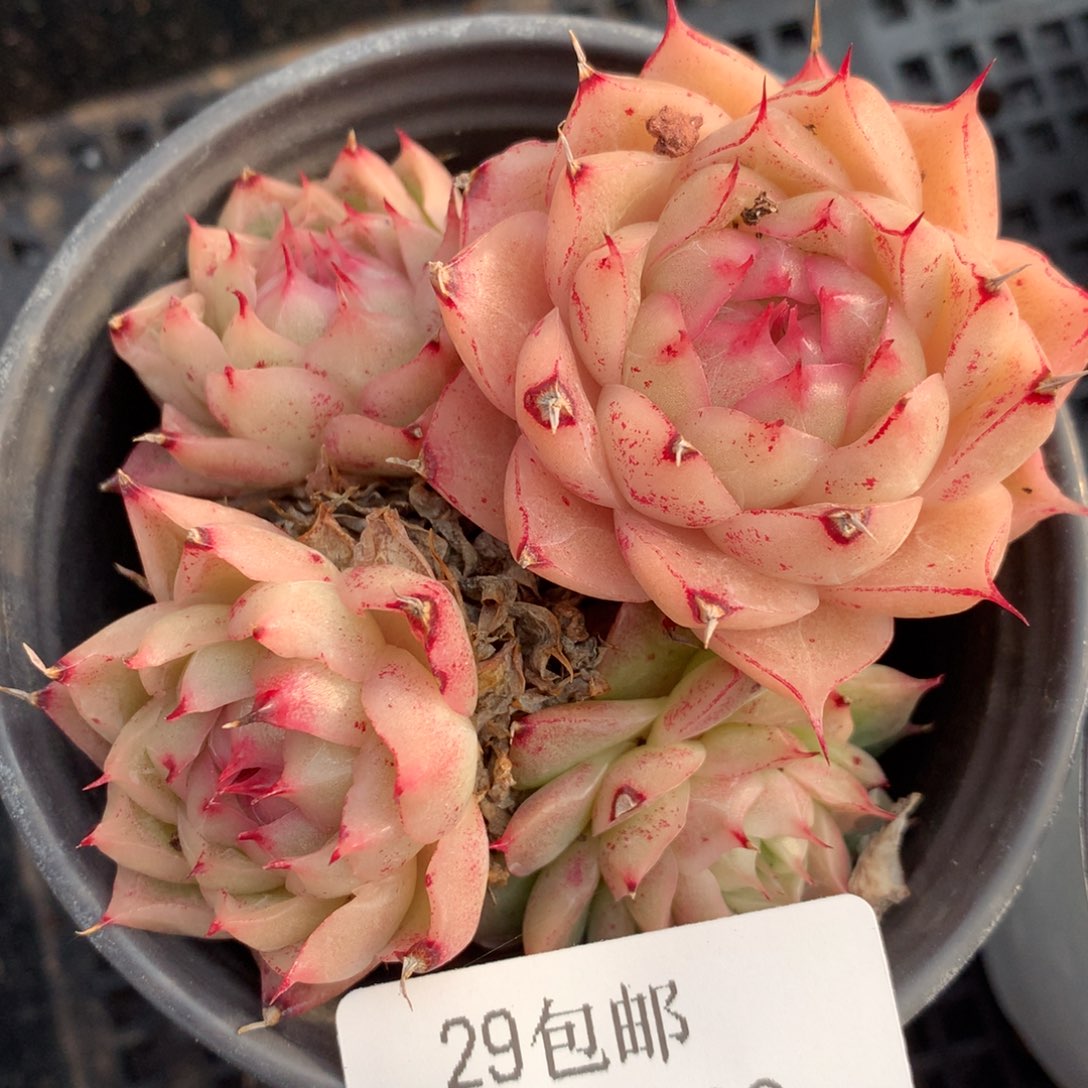 0130-39 麦杆优选