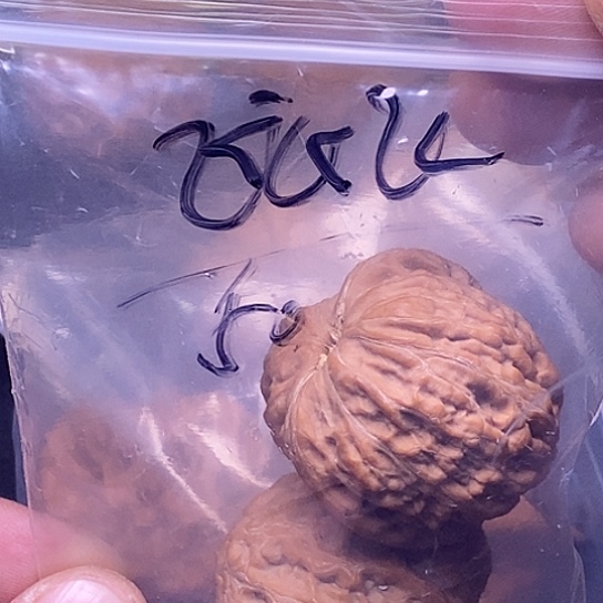 【闪购商品】吊坠文玩核桃飞*飞