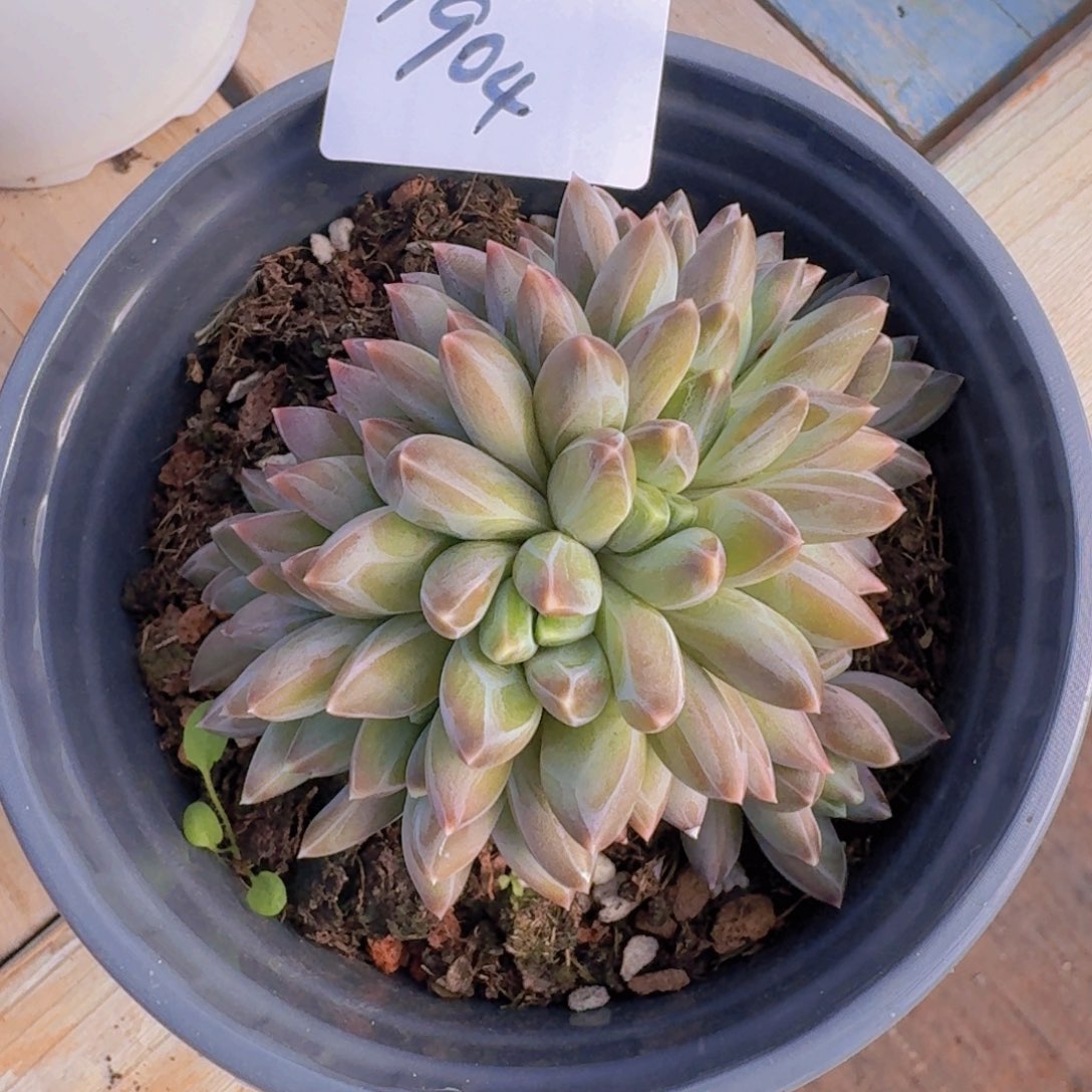 梅***福1904杂交凡艺多肉