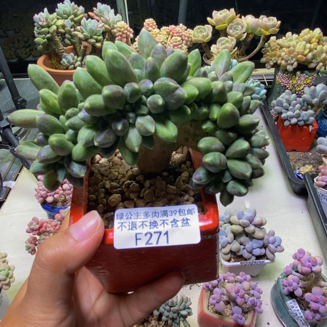 271香蕉树缀多肉10cm