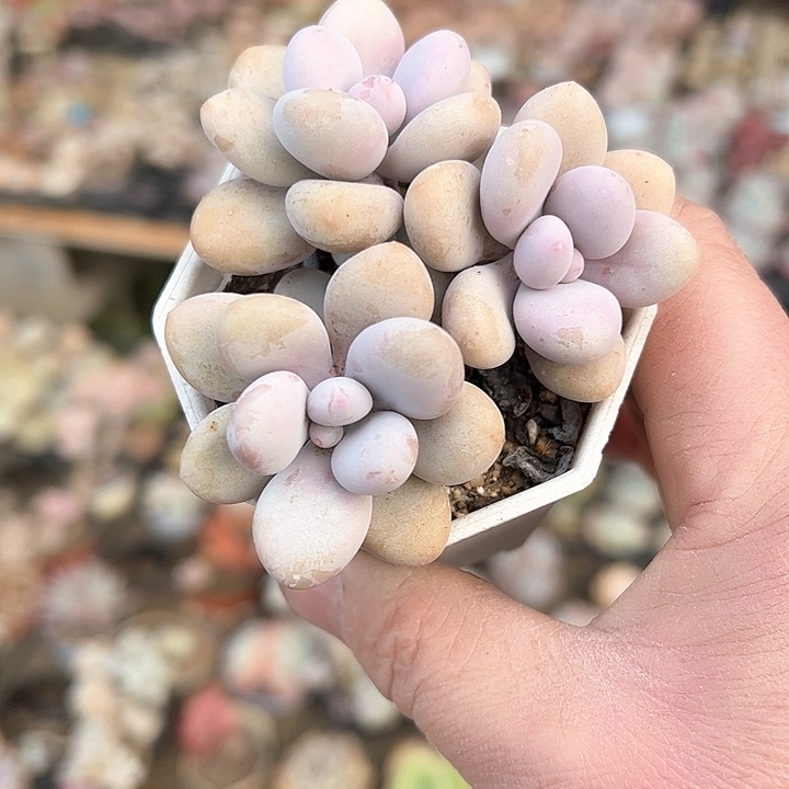 S****?204多肉植物的功效