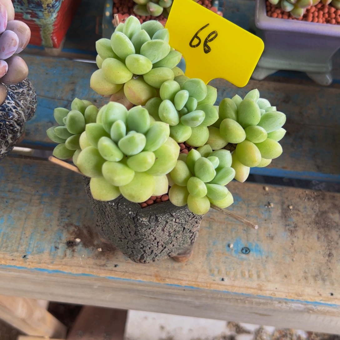 夏***至小老桩泡泡糖多肉植物