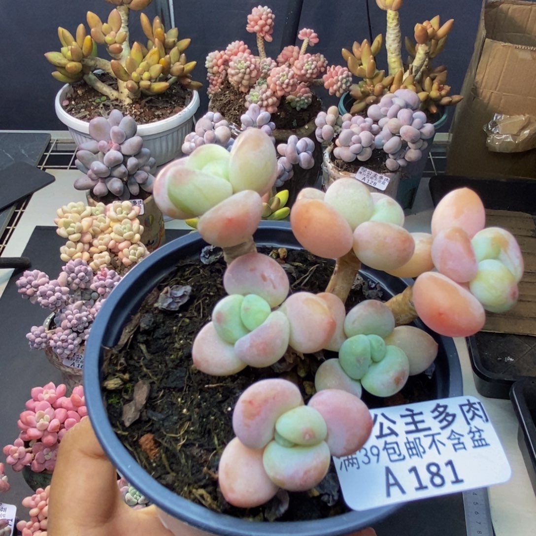 181橘子香水多肉7cm