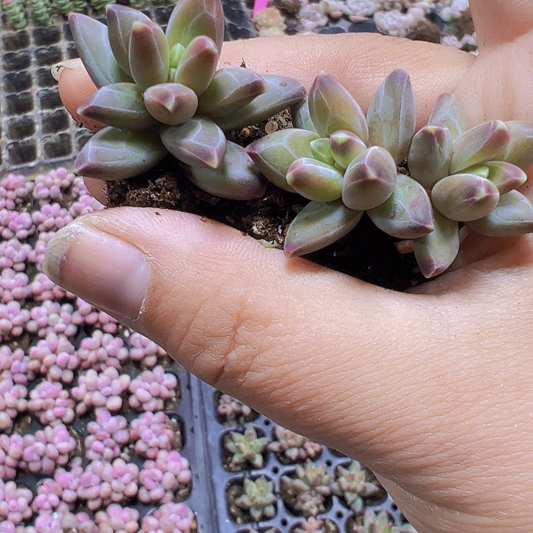 梵高苗5个混发19包邮