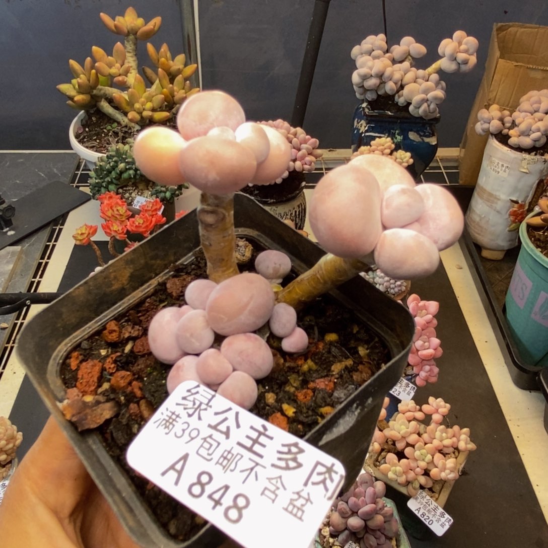 848橙奶多肉肉5cm