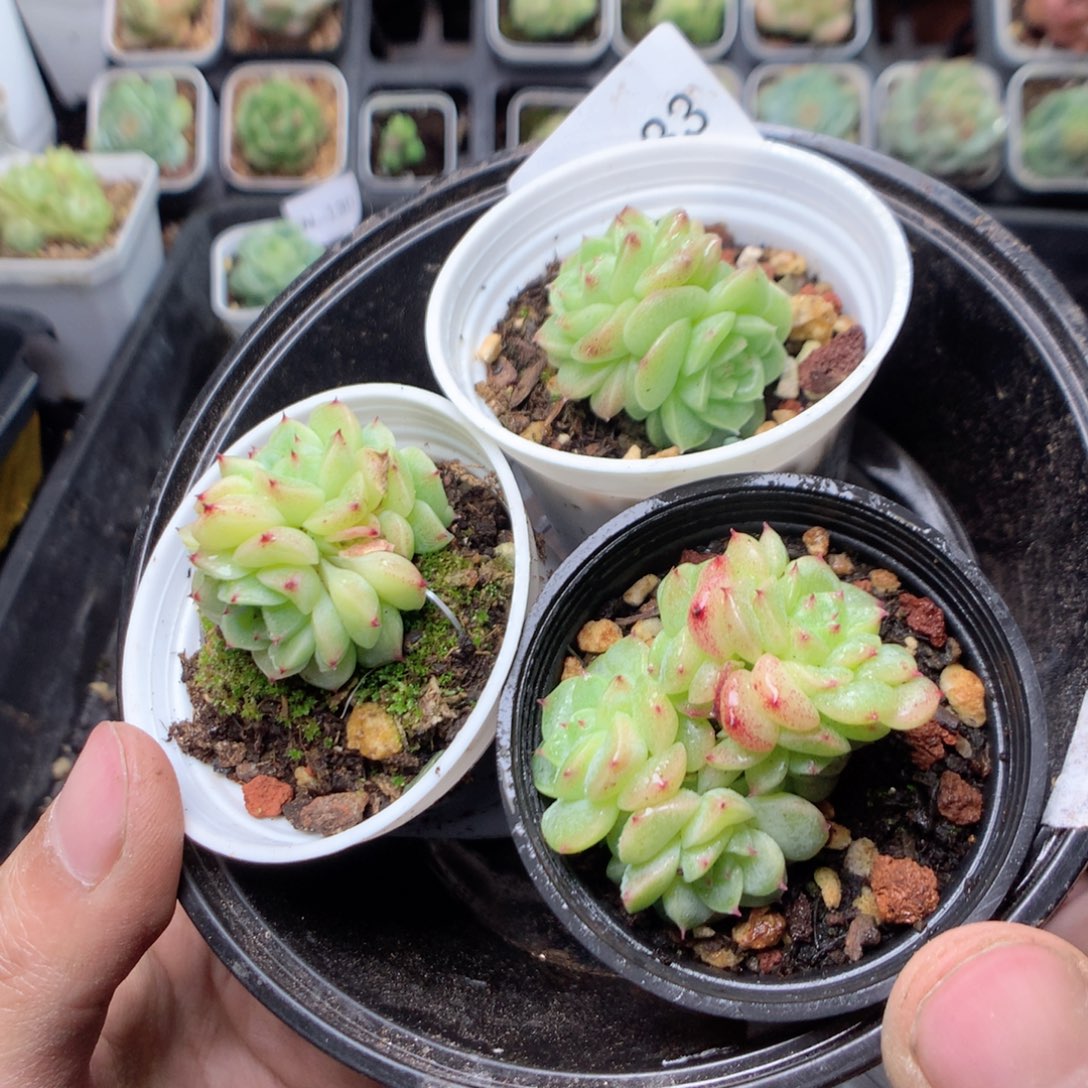 无花朵W133英语英语英语英语