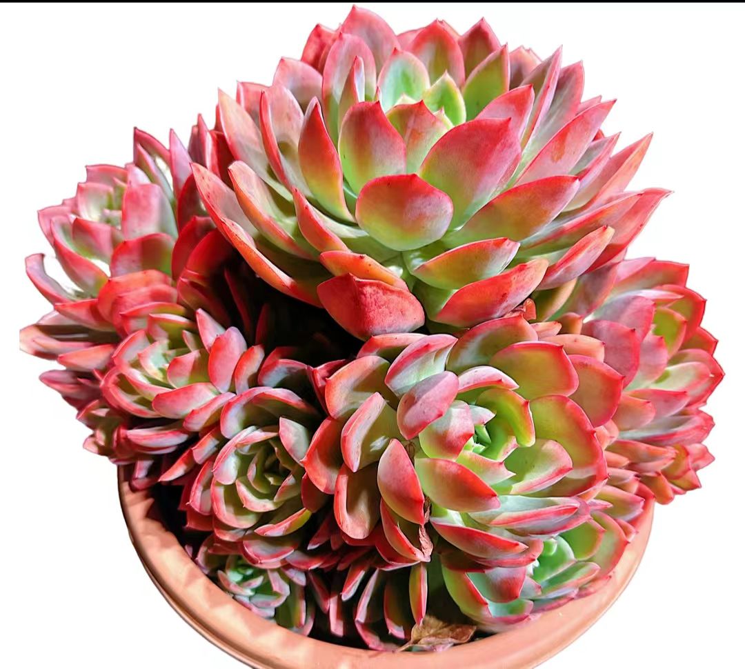 精品多肉   绮罗