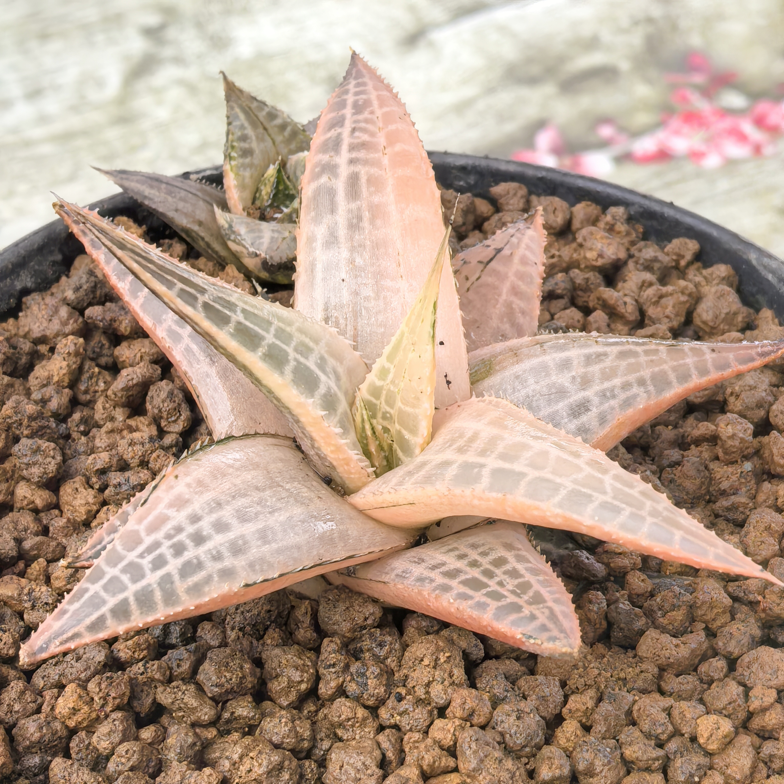 多肉植物盆景十二卷窄叶龙鳞锦6-7厘米，带原盆土发货，包邮。