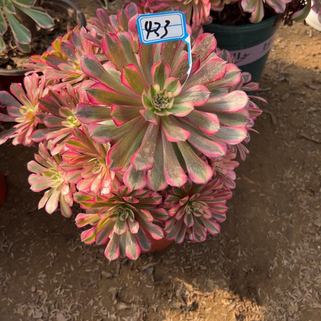 433红铜超白多肉植物