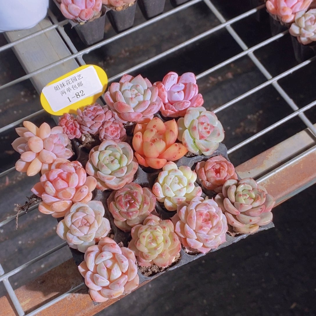 1-82-精品小美肉组合16颗