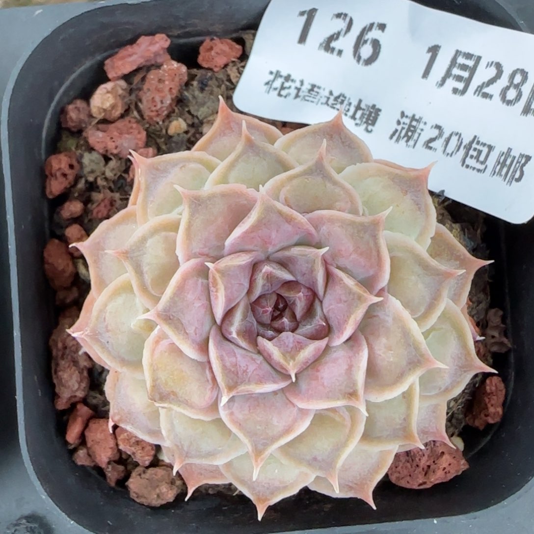 花语逸镜0128-126弥漫