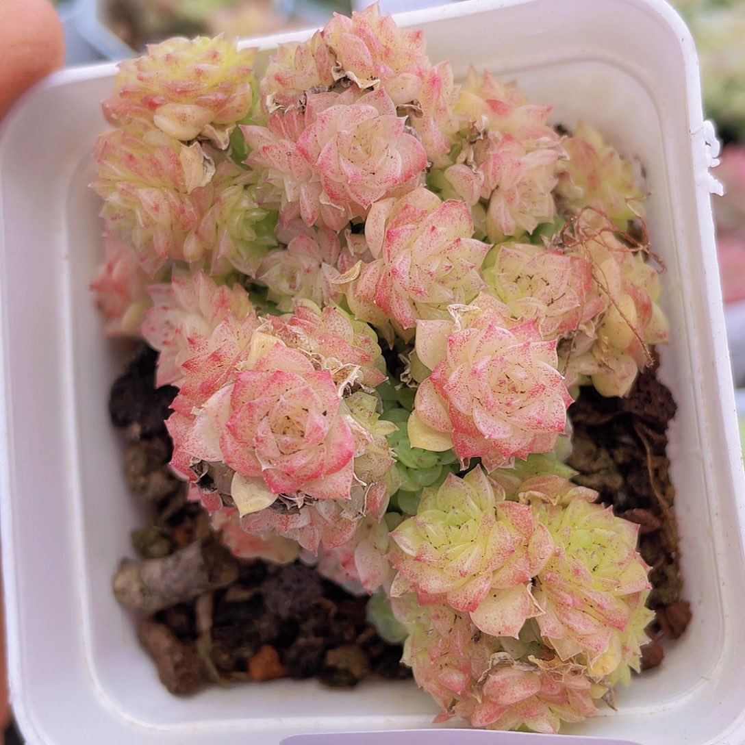 000000000000028量拍