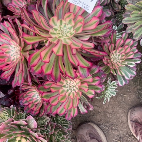 红铜多肉的5137多肉