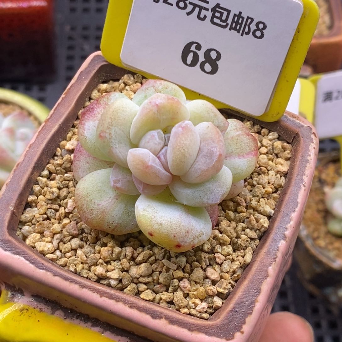 868老冰玉石化锦单头