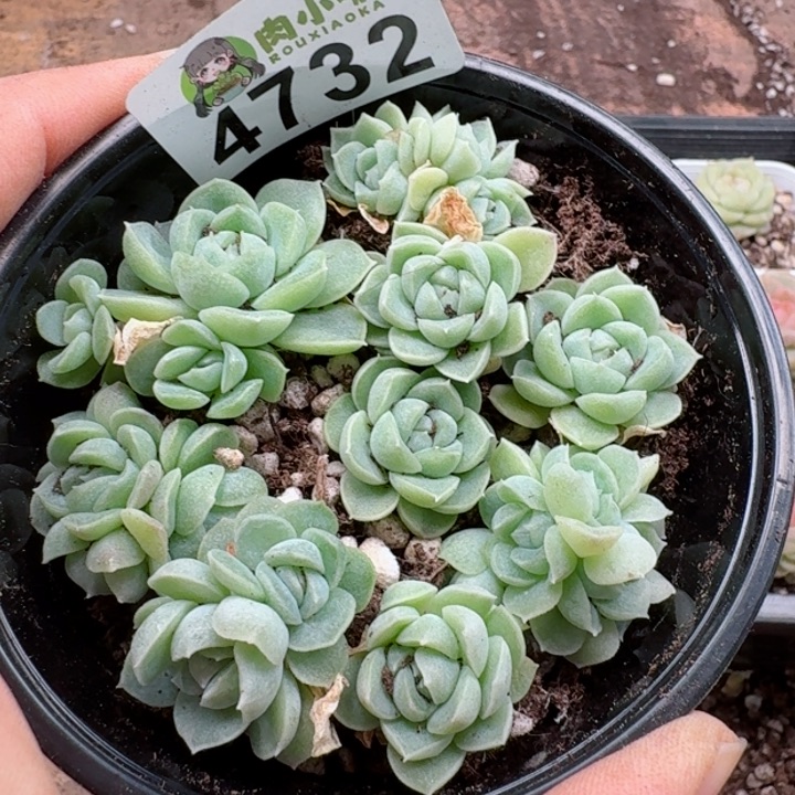 多肉植物多肉植物