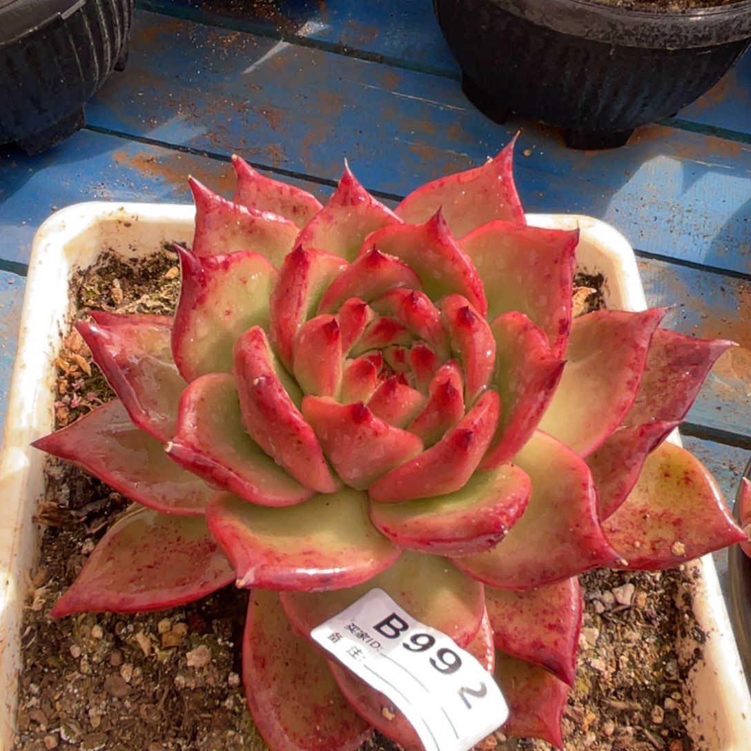无花朵若茹东云单拍B992