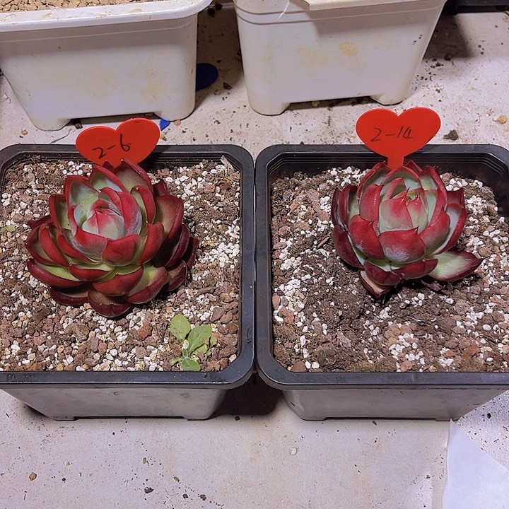 ʕ****惊鸿仙子多肉植物2-6，2-14