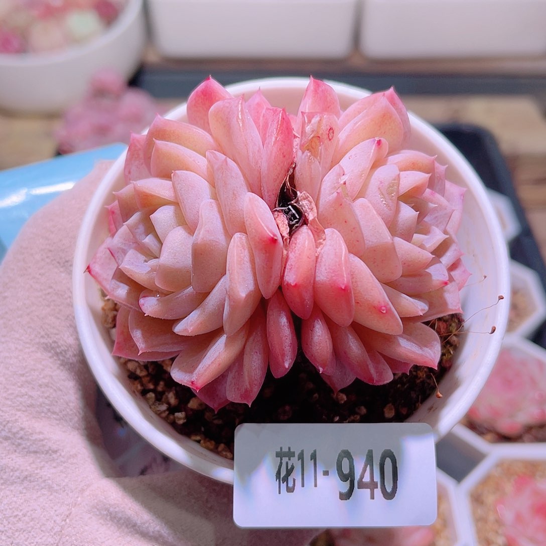 花利美11-940纯爱