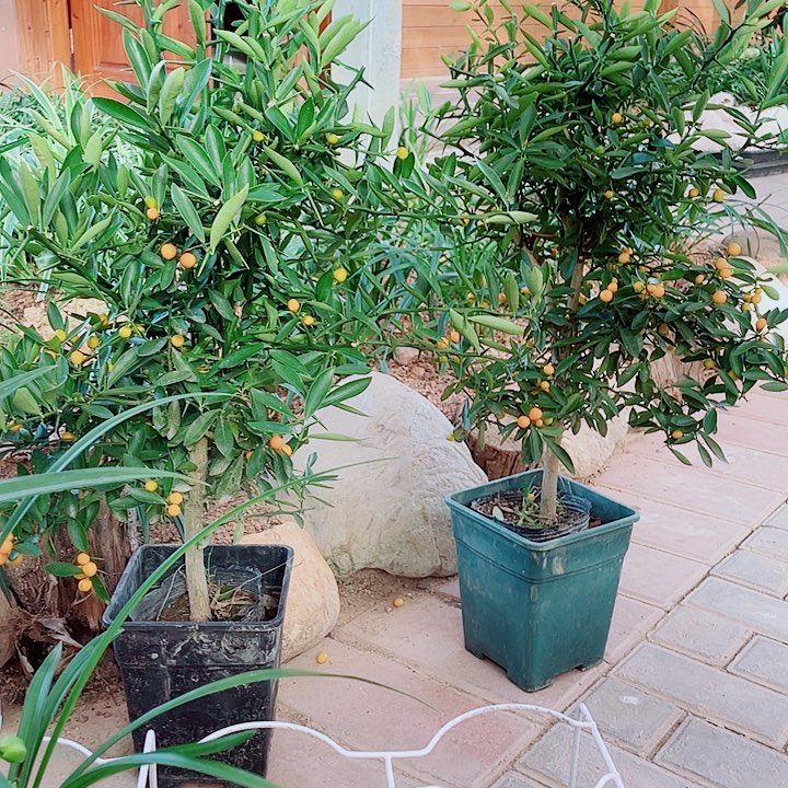 用***7无花朵一物一漂亮开花