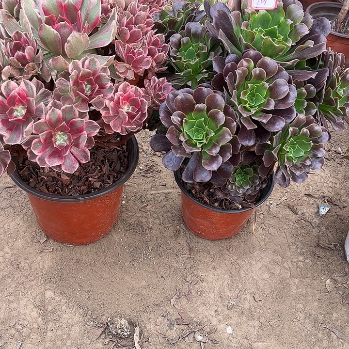 708多肉植物组合，