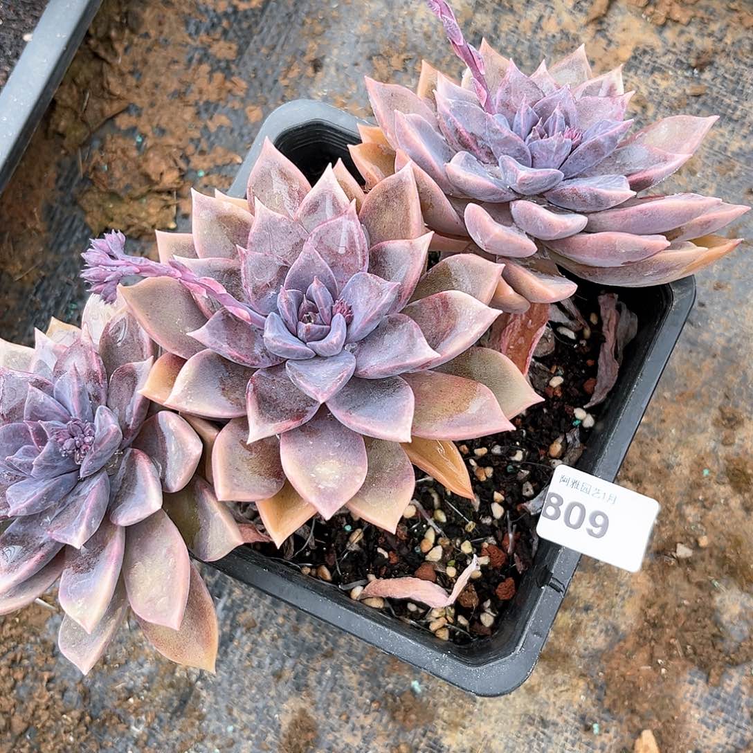 阿雅园艺。       809
