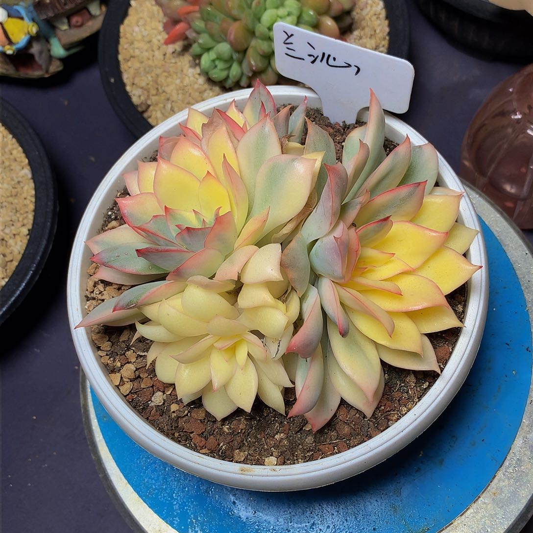 兰*哈哈哈哈哈哈哈哈哈哈