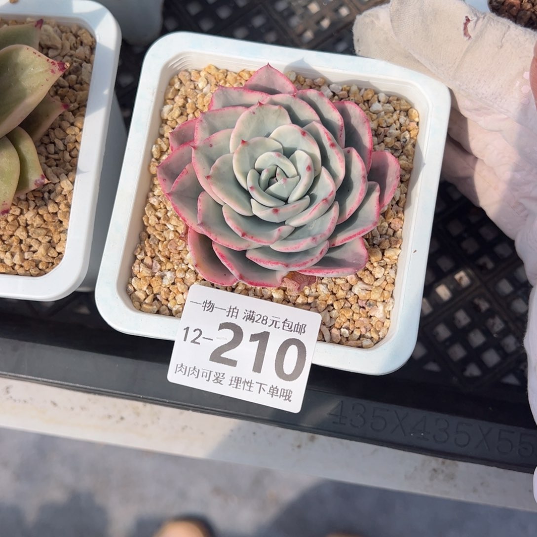 奶油黄桃锦多肉多肉多肉多肉