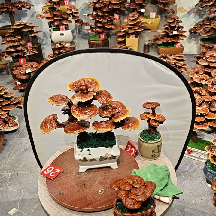 灵芝盆景灵芝盆景高端