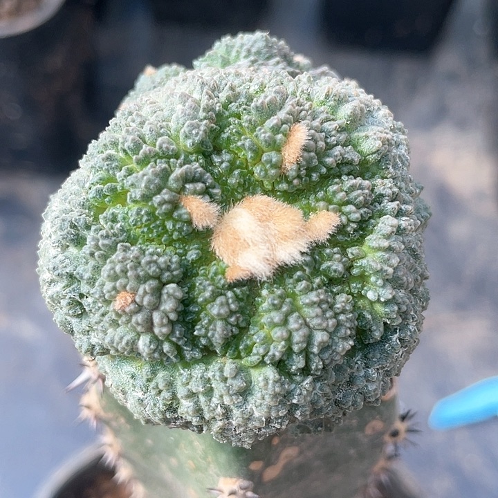 菜花仙人球袖浦接4.8公分217