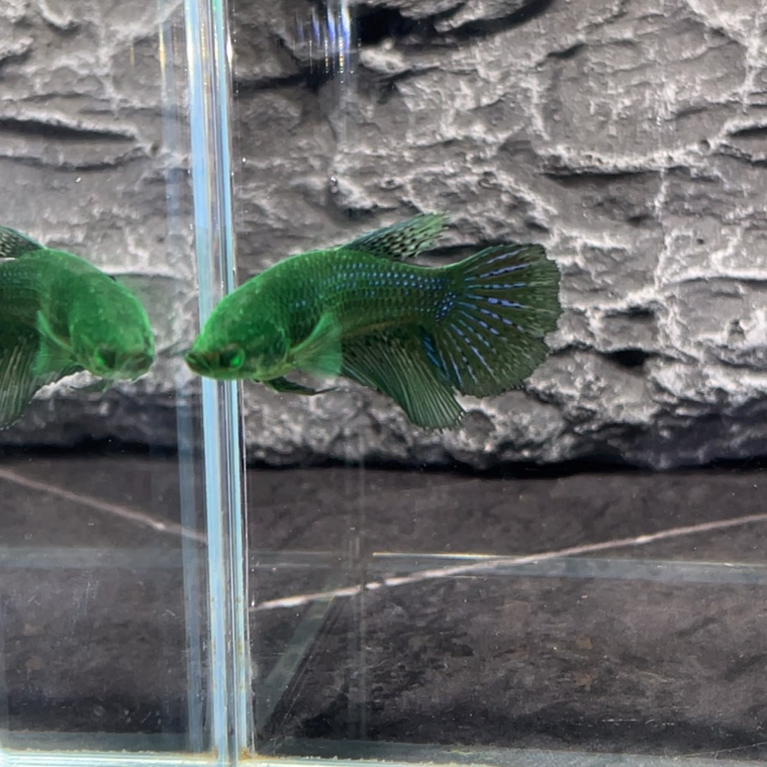 斗鱼纯绿绿魔半月母