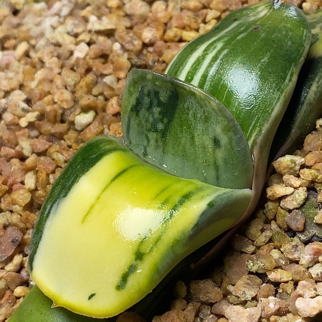 不带盆脱土裸根发货