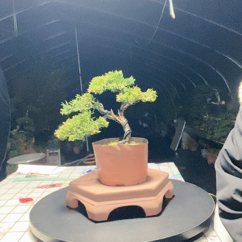 【闪购商品】盆景盆景艺术