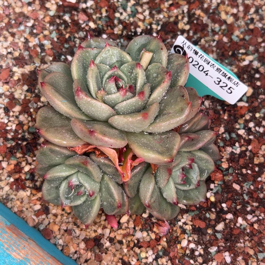 多肉一物一拍0204-325