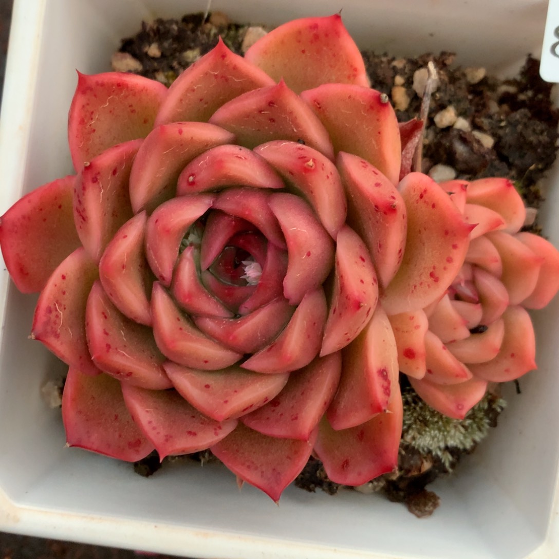 8696杂交多肉老桩