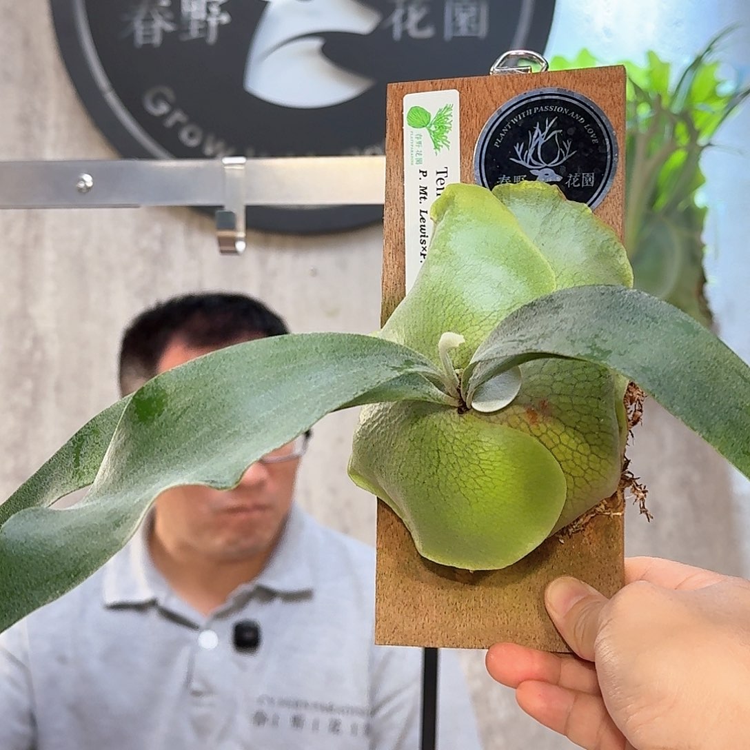 完全开放Tenten鹿角蕨书签板