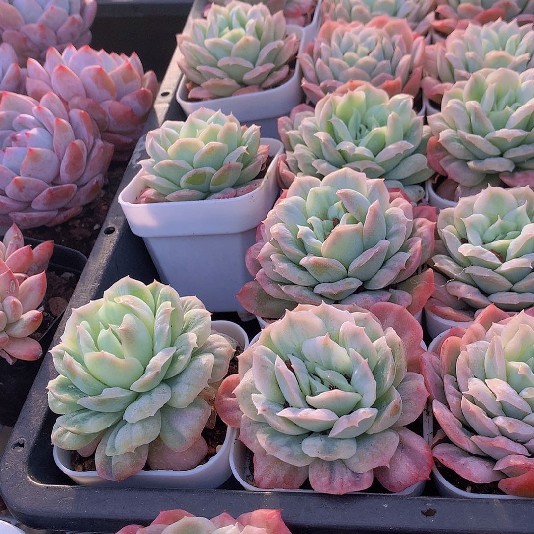 大号泡泡纱裙346789999000