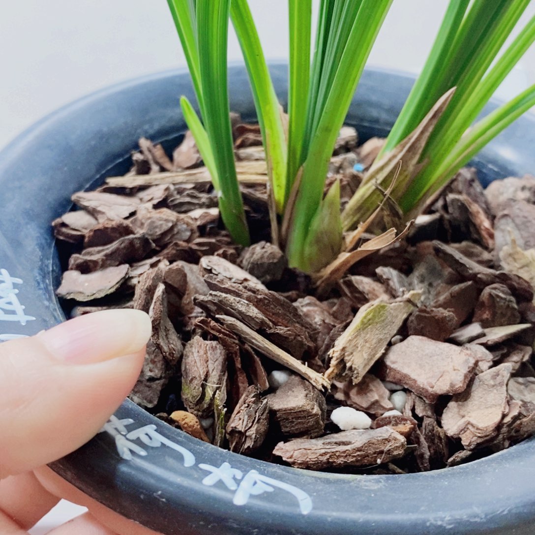 老***头当前无花栽培后可以开花