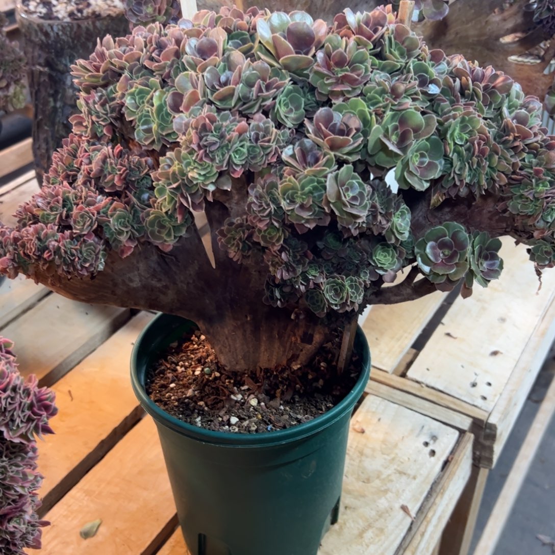 玫瑰朵朵缀化老桩