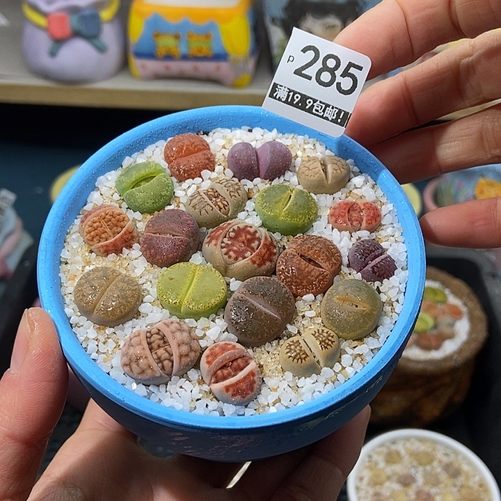 大舅生石花肉锥多肉285