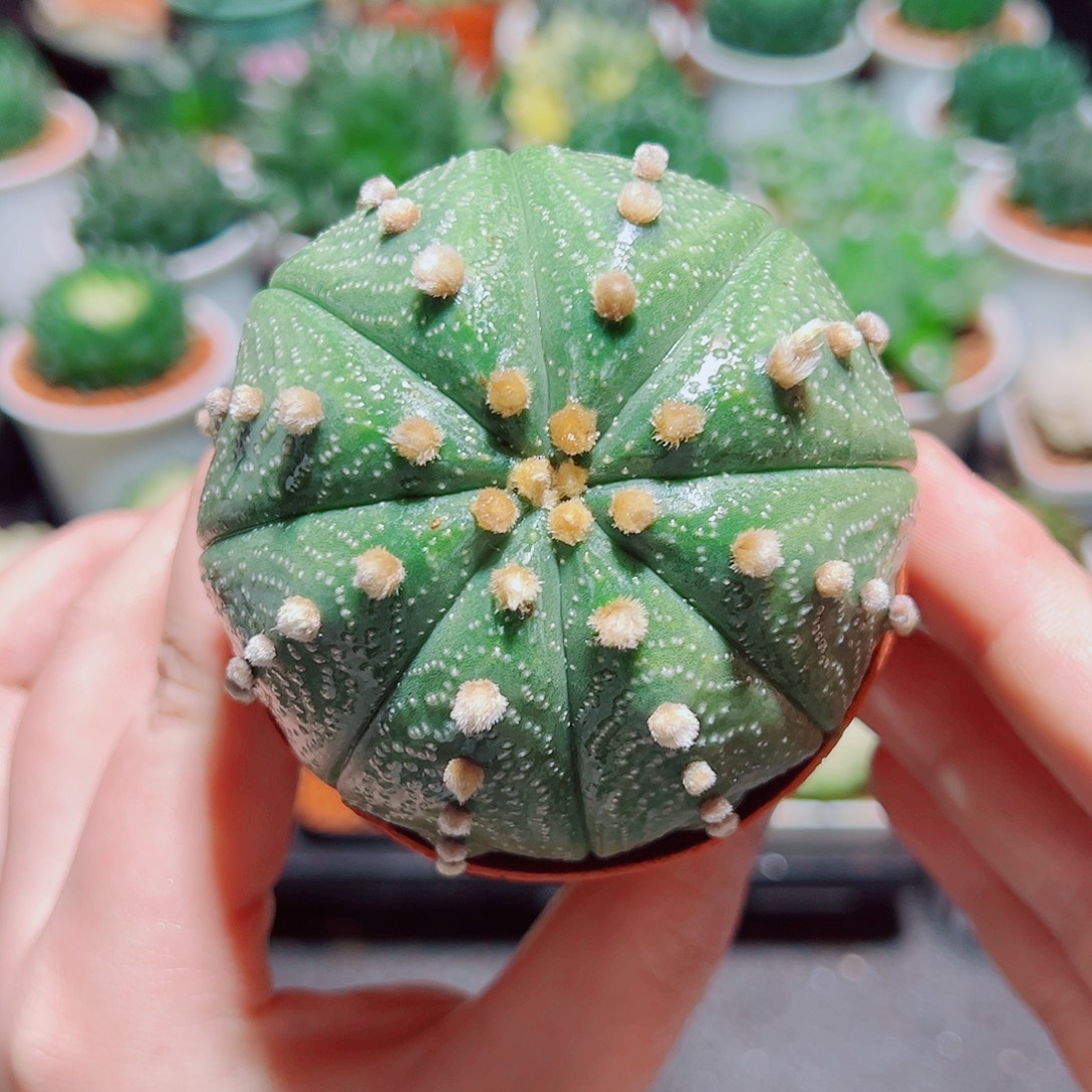 大号星兜多肉多肉多肉