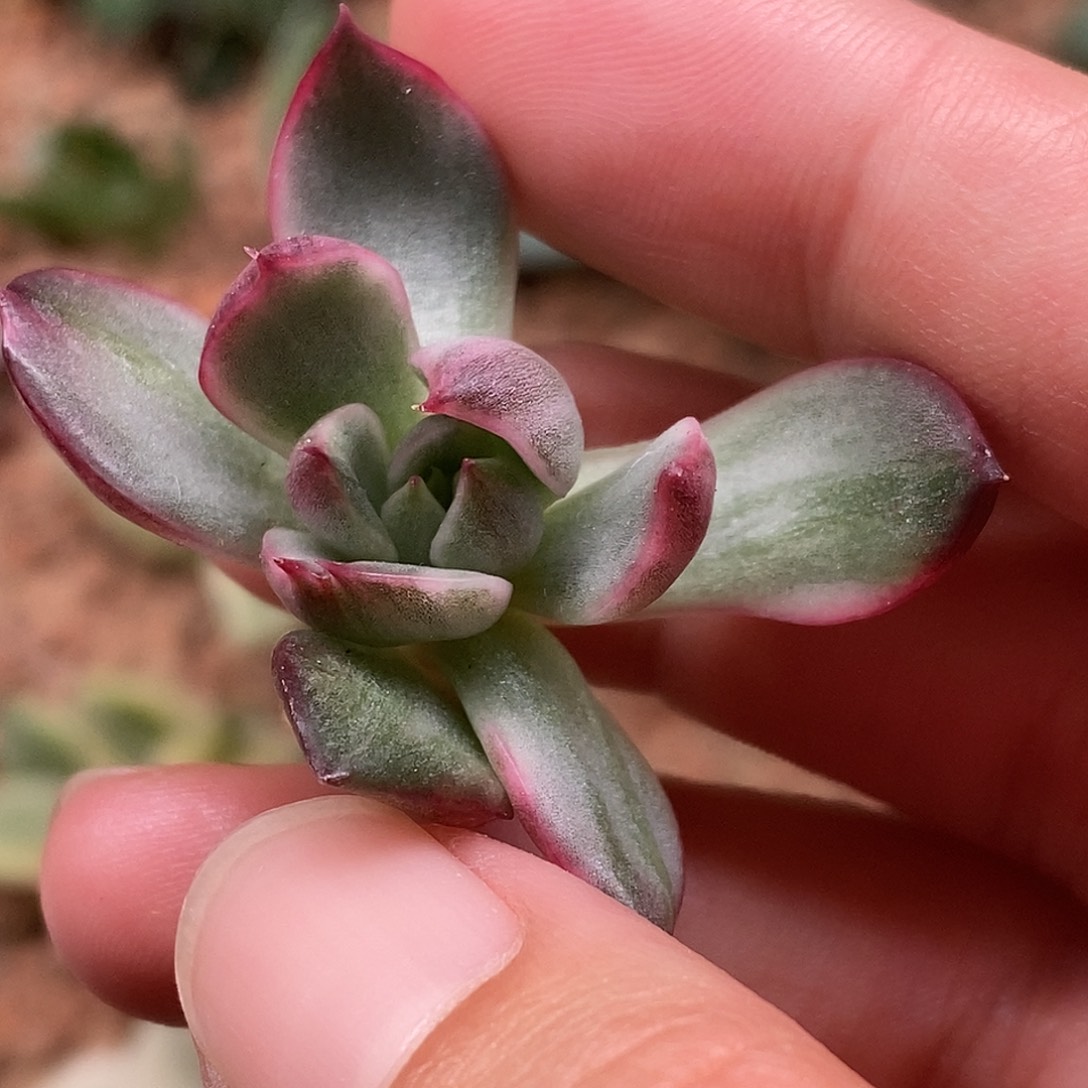 野马锦一物一拍，