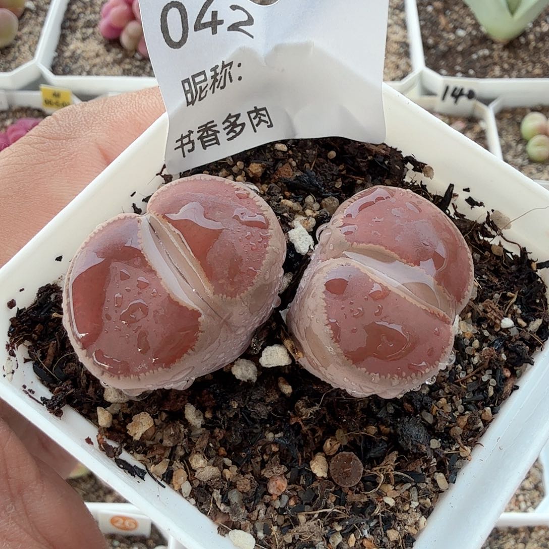 多肉植物多肉植物