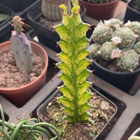 麒麟柱子3仙人球